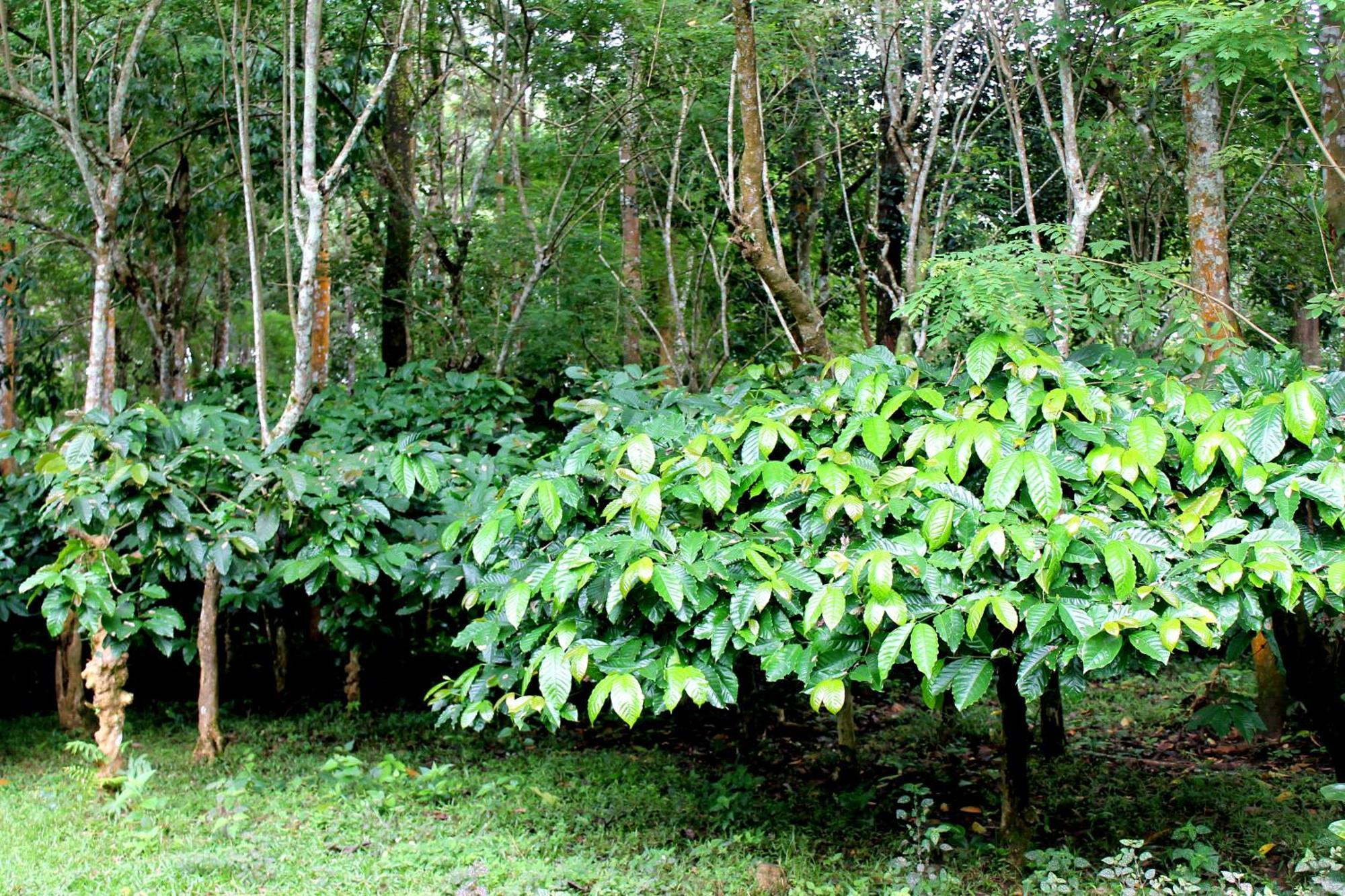 Woodside Homestay Wayanad Batheri Exteriér fotografie