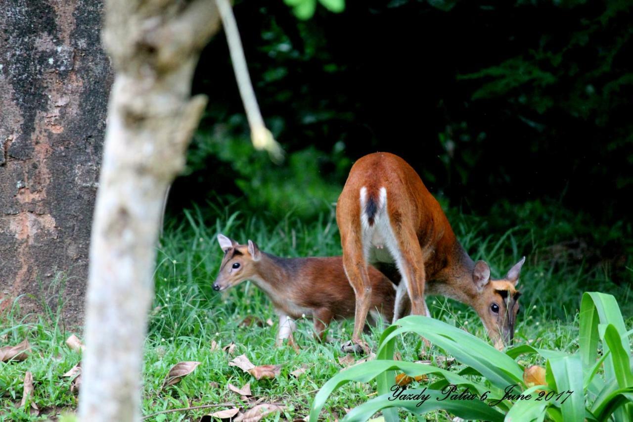 Woodside Homestay Wayanad Batheri Exteriér fotografie