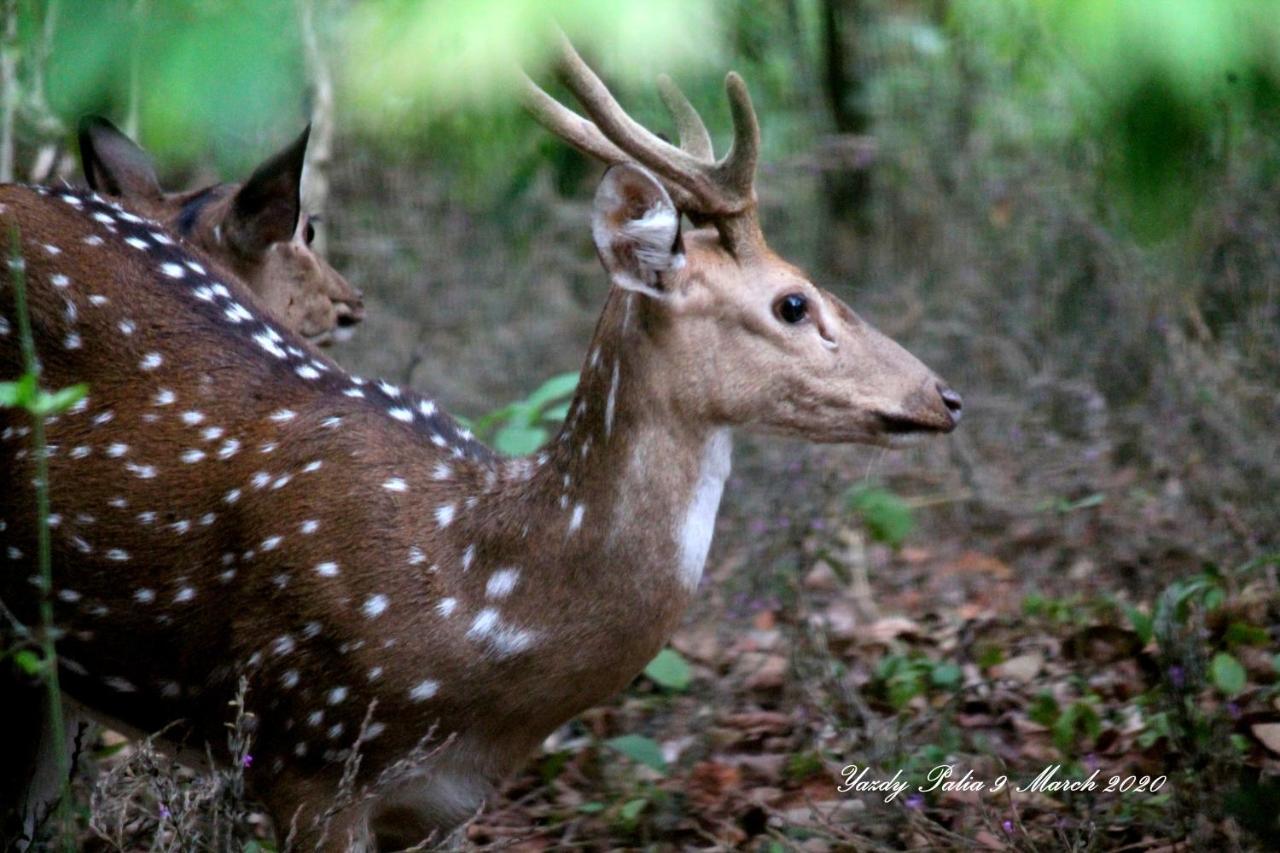 Woodside Homestay Wayanad Batheri Exteriér fotografie
